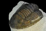 Bargain, Cornuproetus Trilobite Fossil - Ofaten, Morocco #119979-1